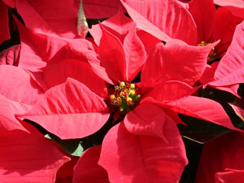 ポインセチア