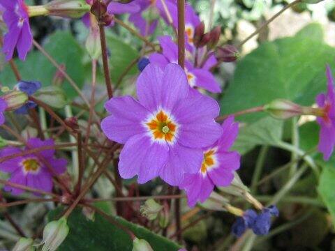 プリムラ・メガセイフォリア