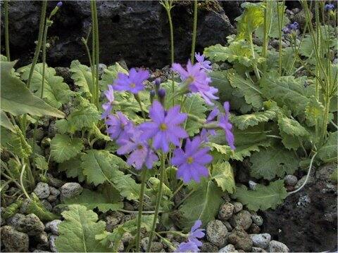 プリムラ・サクサティリス