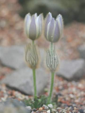 プルサチラ・ウェルナリス