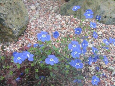 ベロニカ・ペドゥンクラリス