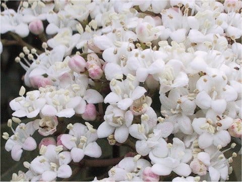 ビブルヌム・ティヌス