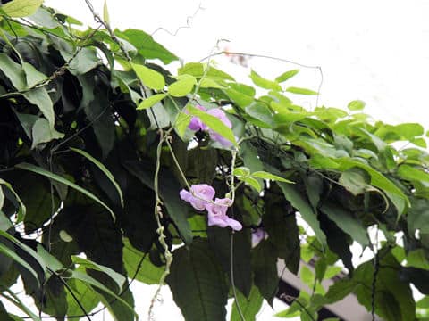 ビグナ・カラカラ