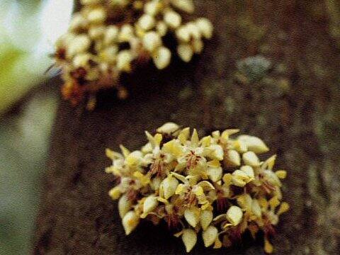 Theobroma cacao