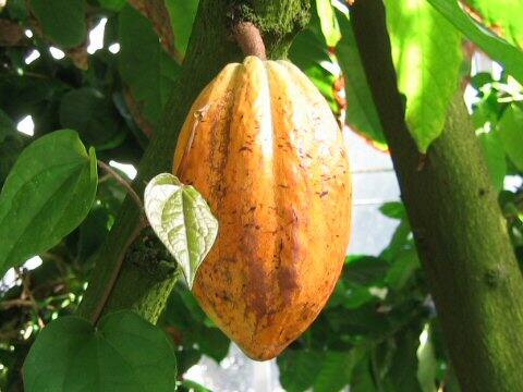 Theobroma cacao