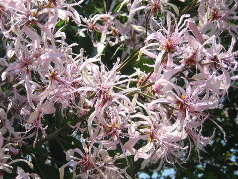 カロデンドルム・カペンセ