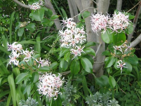 カロデンドルム・カペンセ