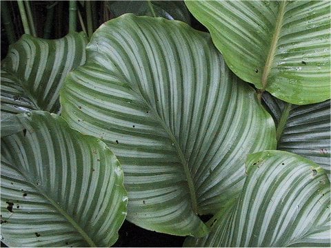 カラテア・ロツンディフォリア