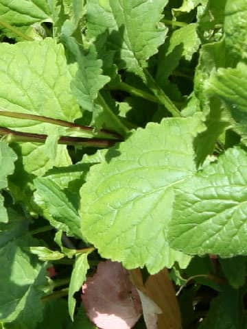 カンパニュラ・オリンピカ