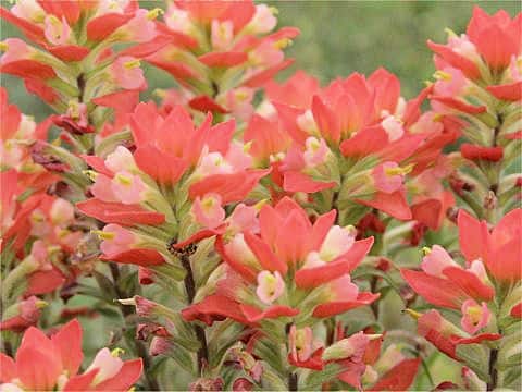 カスティレヤ・インディウィサ