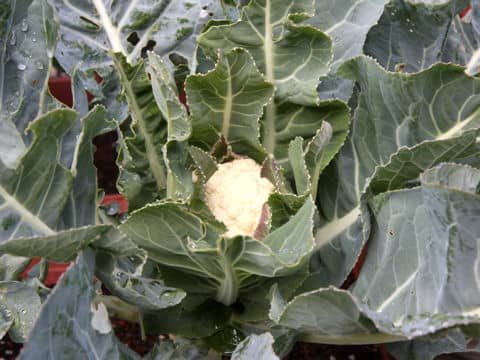 Brassica oleracea var. botrytis