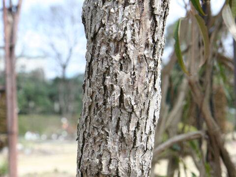 クレマチス・アルマンディー