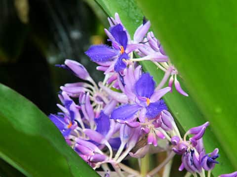 コクリオステマ・オドラティッシムム