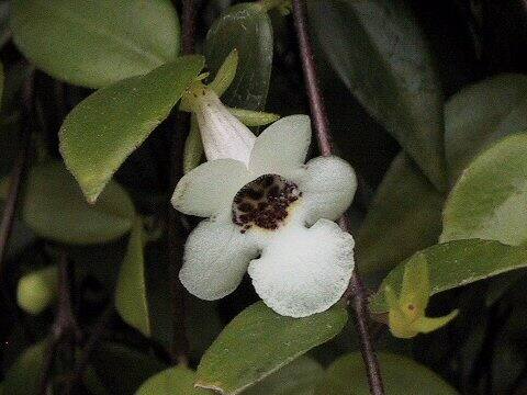 コドナンテ・グラキリス