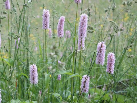 コモンビストート