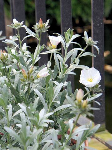 コンボルブルス・クネオルム