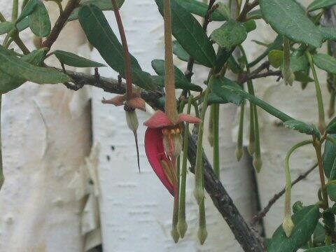 クリノデンドロン・フッケリアヌム