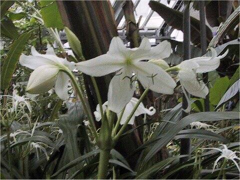 クリヌム・ヤグス