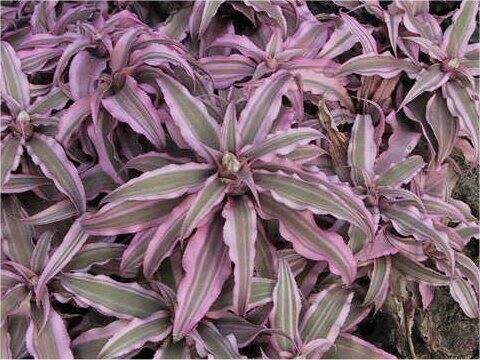 クリプタンツス