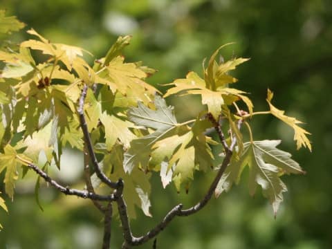 Acer saccharinum