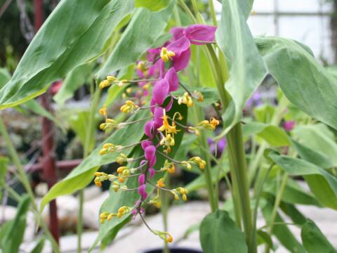 グロッバ・ウィニティ