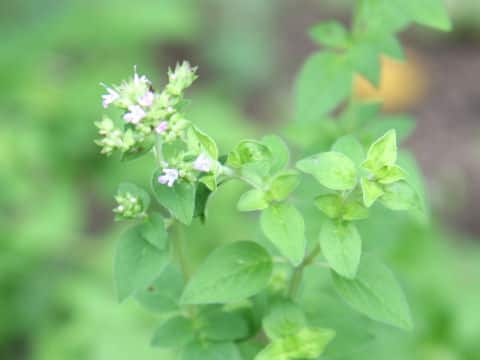 ゴールデンオレガノ