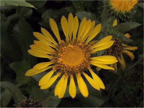 グリンデリア・ロブスタ