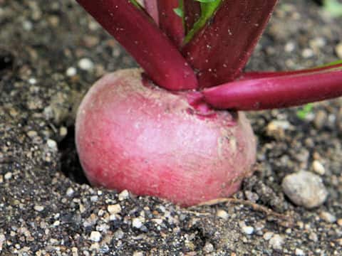 Brassica campestris var. glabra