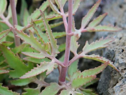 カランコエ・ラキニナータ