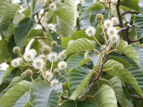 Camptotheca acuminata