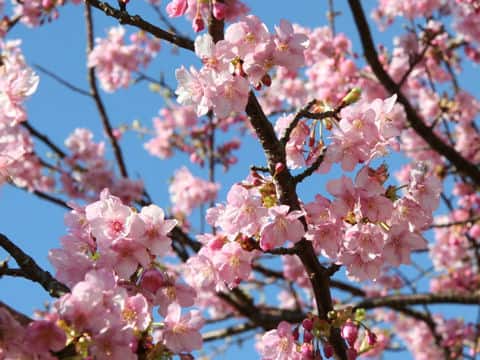 河津桜
