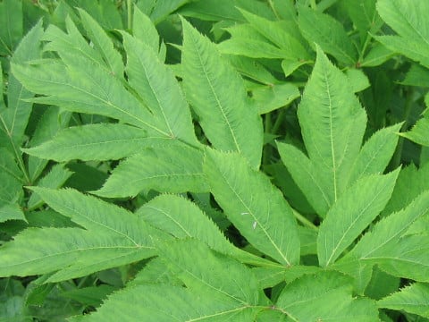 毛無し深山猪独活