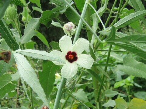 Hibiscus cannabinus