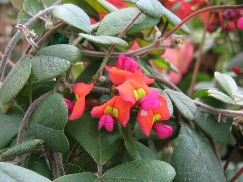 ケネディア・プロストラータ