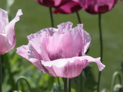Papaver somniferum