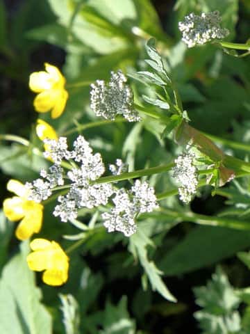 切葉の白山防風