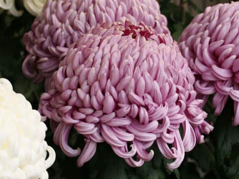 Chrysanthemum grandiflorum