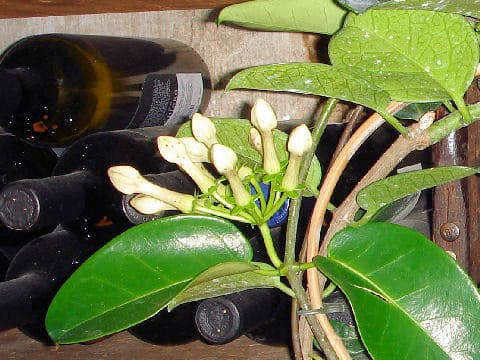 マダガスカルジャスミン