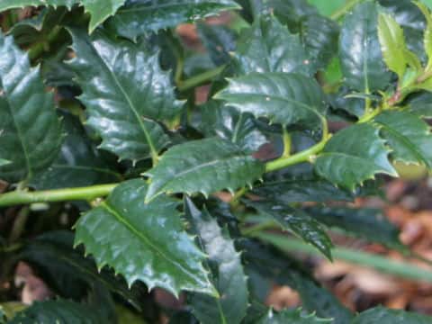 メアリーネル柊