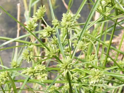 メリケン蚊帳吊