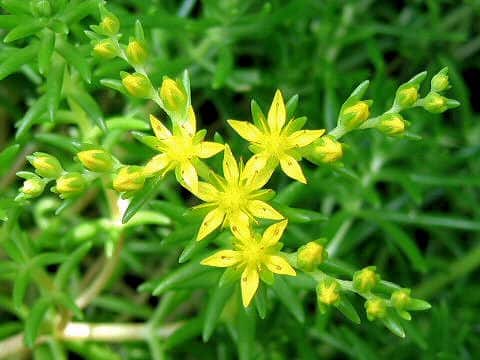 メキシコ万年草