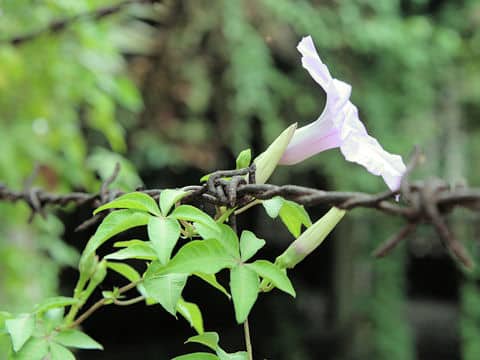 Ipomoea cairica