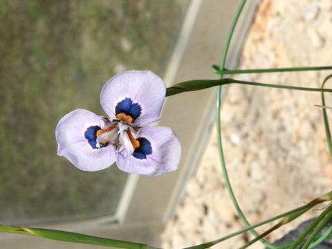 モラエア・ウィルローサ