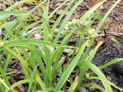 Tradescantia cv. Little Doll