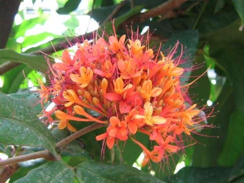 Saraca asoca