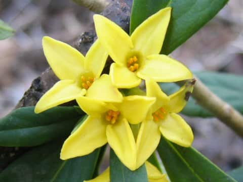 Daphne pseudo-mezereum ssp. jezoensis