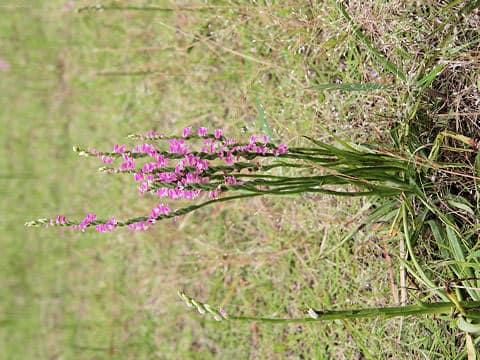 Spiranthes sinensis var. amoena