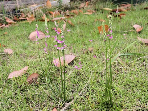 Spiranthes sinensis var. amoena