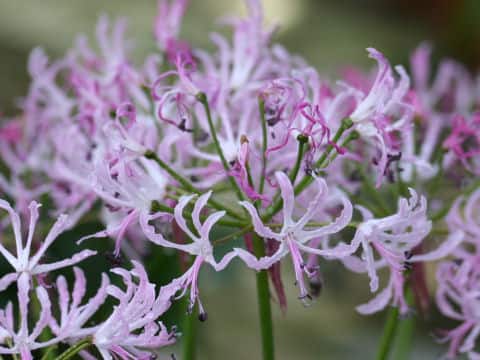 ネリネ・フミリス