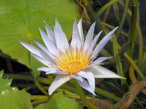 Nymphaea cv. Azurea